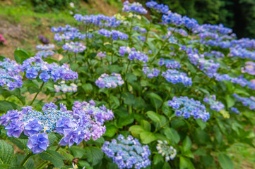 千光寺（久留米市）のあじさい祭り