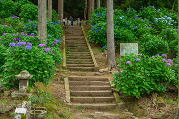 千光寺（久留米市）のあじさい祭り