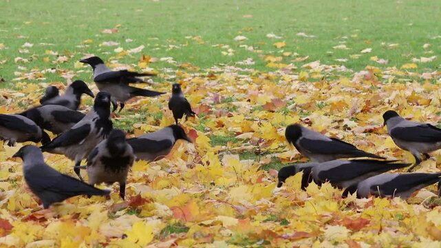 crows in autumn leaves