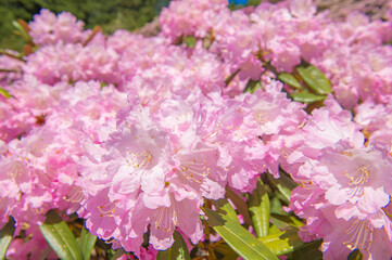 ミヤシノシャクナゲ園のシャクナゲ