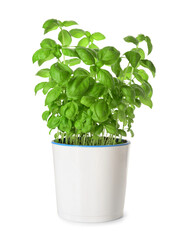 Pot with fresh basil on white background