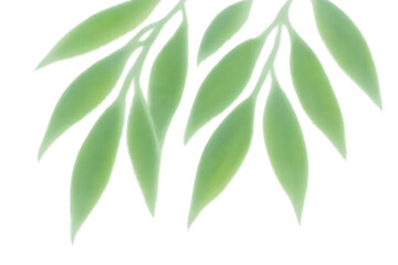 Fototapeta premium Green leaves illustration on transparent background, fresh nature growing element, soft botanical plant design