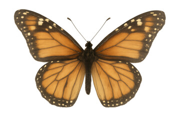 Fototapeta premium Monarch butterfly spreading wings, showing detailed orange and black patterns on a transparent background