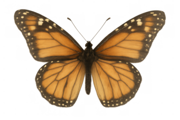 Monarch butterfly spreading wings, showing detailed orange and black patterns on a transparent background