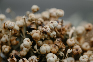 Extreme close-up background of dried seed pods and small brown flower heads, creating a dense, natural, textured pattern
