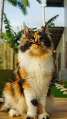 Beautiful photo of calico cat mix breeds asian local and American curl playing outside.