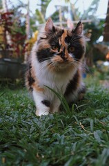 Beautiful photo of calico cat mix breeds asian local and American curl playing outside.
