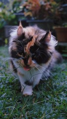 Beautiful photo of calico cat mix breeds asian local and American curl playing outside.