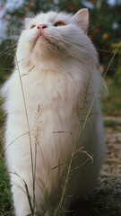 Beautiful white cat love to Play outdoor. Mix breed cat Asian maine coon and Persian.