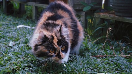 Beautiful photo of calico cat mix breeds asian local and American curl playing outside.