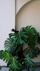 Serene and stylish, this image captures the lush beauty of a Monstera plant against a pristine white wall with an elegant architectural arch. The deep green leaves provide a refreshing pop of color.