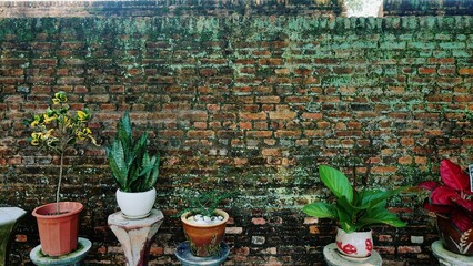 A rustic, moss-covered brick wall in Penang, Malaysia, serves as a backdrop for a charming arrangement of potted plants. A snake plant, bonsai, and other greenery add vibrant life to the aged texture.