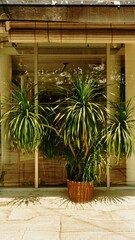 Three vibrant dracaena plants in a terracotta pot stand before a sunlit storefront in Penang, Malaysia. Their spiky leaves cast long shadows, adding tropical charm to the urban setting.