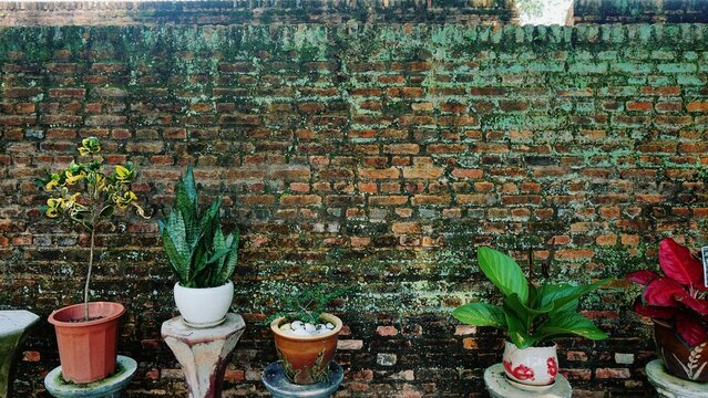 A rustic, moss-covered brick wall in Penang, Malaysia, serves as a backdrop for a charming arrangement of potted plants. A snake plant, bonsai, and other greenery add vibrant life to the aged texture.