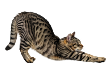 Cute Striped Bengal Cat Kitten Stretching Isolated White Background
