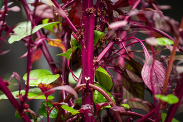 red amaranth or spinach plant, vibrant red stem and often reddish-veined leaves
