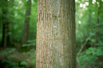 Nature background with rough tree bark texture