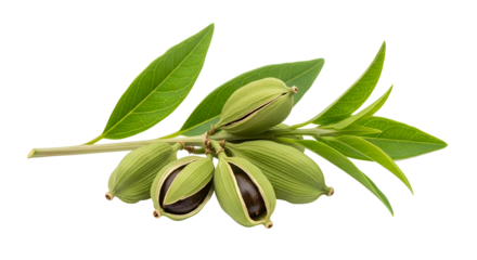 Green cardamom pods on a branch with leaves, isolated on transparent background