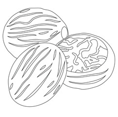 cute cartoon hand drawn vector nutmeg outline.