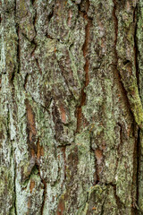 Fototapeta premium Close up of pine tree trunk bark