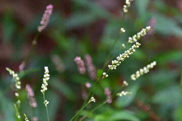 シロバナイヌタデ