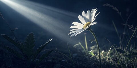 daisies in the grass