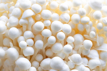 Macro close-up of enoki mushroom,Close-up of Enoki mushrooms across the screen. Mushroom Backgrounds Web graphics.