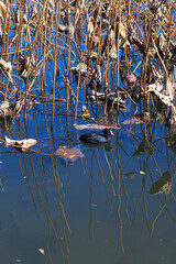 Quiet lotus pond in autumn 