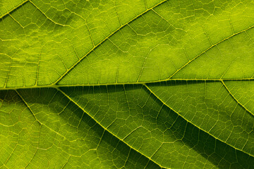 Green macro leaf texture,Leaf texture macro. Leaf vein pattern macro photography. Green leaf cells macro. Leaf close-up shot.