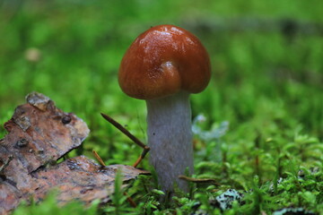 A beautiful purple inedible mushroom grows in the white moss of a forest in late summer.