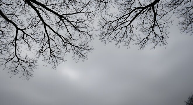 Bare tree branches silhouetted against a gloomy, overcast winter sky, viewed from a low angle.