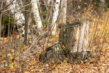 A cluster of tree stumps in autumn