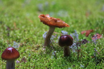Small inedible mushrooms growing in green moss in the forest, close-up