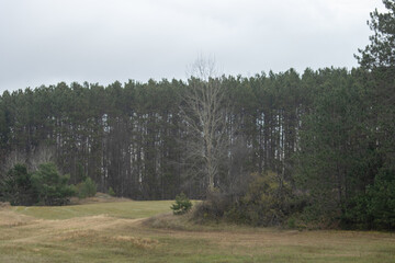 A grassy field lined with pine trees on a cloudy autmn day