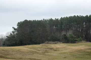 A grassy meadow lined with pine trees on a cloudy day in autumn 