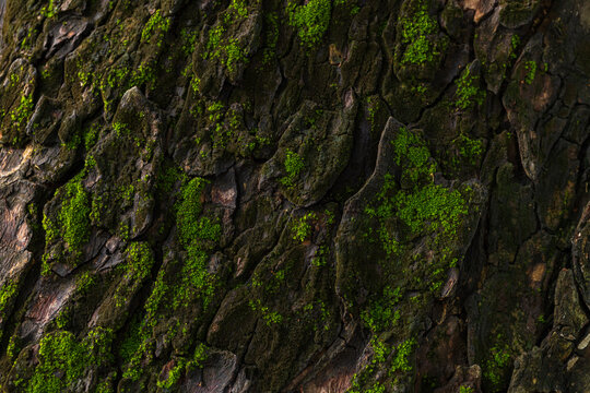 Close-up macro of bark texture with green moss,Bark of a tree with green moss,a close up of a tree trunk with moss growing on it.