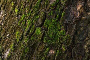 Close-up macro of bark texture with green moss,Bark of a tree with green moss,a close up of a tree trunk with moss growing on it. 