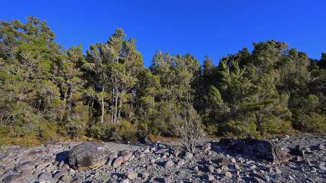 Wald, Steine, blau, Himmel, Sommer, Lake Rotoiti, Saint Arnaud, Tasman Region, S&uuml;dinsel, Neuseeland, Ozeanien
