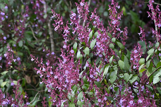 nelu flower, Horton Plains National Park, every 12 years, Purple, Pink, Flowers with leavies, Garden, Nature, Bloom,  Strobilanthes genus
