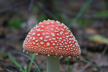 fly agaric mushroom