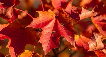 Fototapeta premium Close-up of vibrant red and orange maple leaves, showcasing intricate details and textures in sunlight.