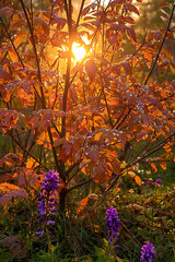 Bright autumn leaves, illuminated by the sun's golden rays, shimmer with morning dew in a peaceful forest scene. Vivid purple flowers enhance the vibrant colors, highlighting the serene coexistence of