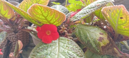 Episcia cupreata is a perennial plant. It has oval-shaped leaves covered with fine hairs, giving it a velvety texture. Its leaves range in color from green to bronze to reddish brown.