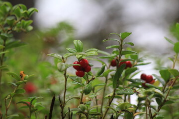 Red lingonberries hang on branches in the forest in early autumn