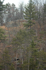A forested hillside in autumn