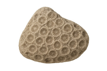 Petoskey stone fossilized coral displaying intricate ancient patterns, geology, and marine history on transparent background