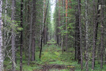Fototapeta premium An old road through a pine forest on a sunny day in late summer