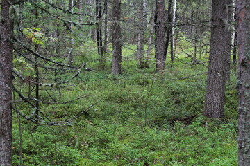 Obraz premium trees in the forest