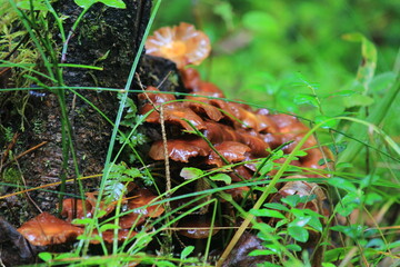 A colony of mushrooms grows in the green grass of a forest on a summer day