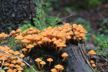 Honey mushrooms grow on a stump in a coniferous forest at the end of summer © алексей семиколенных
